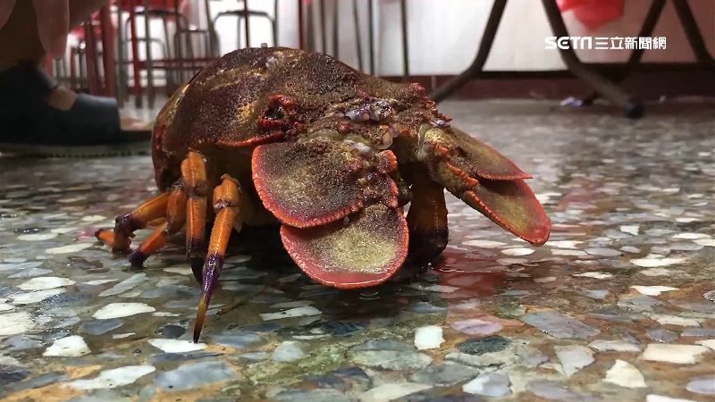 4000元海戰車嫌貴　海產店怒澄清