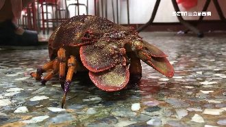 4000元海戰車嫌貴　海產店怒澄清