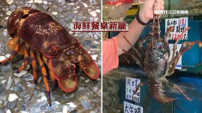 海戰車肉多Q彈饕客愛　是龍蝦2倍價