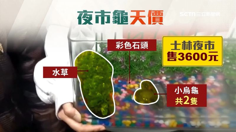 士林夜市又爆坑客　龜加缸賣3600