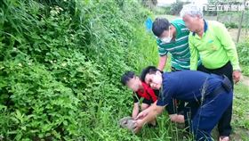 穿山甲,圍捕,覓食,林口,翻攝畫面