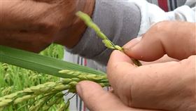 慘！關山米驚爆五成空包彈　竟寒流害的　農損恐波及米價？