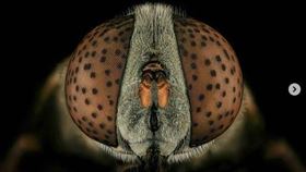 ▲微距攝影師Mofeed Abu Shalwa的作品。（圖／翻攝自IG）