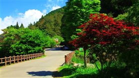 南投,杉林溪森林生態渡假園區
圖/翻攝自愛上杉林溪臉書