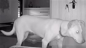 ▲米克斯犬「溫妮」在門邊聽到外頭動靜，凝神判斷是否是主人回家了，模樣十分可愛。（圖／網友 劉米粒 授權）