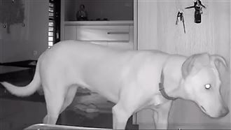 米克斯聽見主人開門　這舉動萌翻天