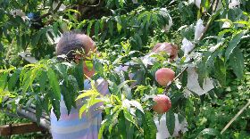 疫情影響五月桃銷量減　五峰鄉公所助促