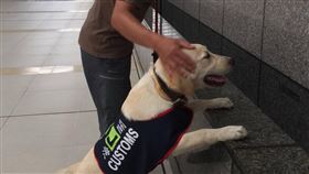 寄養家庭帶緝毒犬幼犬 外出進行社會化訓練即使在疫情期間，仍可見寄養家庭忍著戴口罩的不便，定時帶幼犬到火車站、賣場等不同環境探險，適應人群及噪音。（財政部關務署提供）中央社記者吳佳蓉傳真 109年5月27日