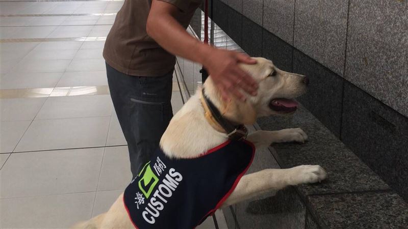 寄養家庭耐心訓練　緝毒幼犬進步神速