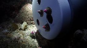 充裕海洋漁業資源　澎湖海域多物種放流