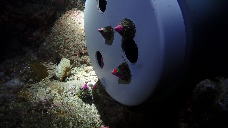 澎湖離島海域多物種放流 　充裕資源