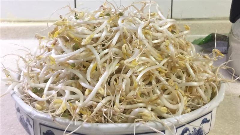 陪兒種綠豆　人妻驚見水槽長滿豆芽菜