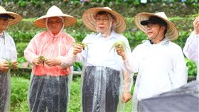 竹子湖芋見小路台灣水韭復育有成（1）台北市長柯文哲（右2）28日參與台灣水韭復育活動時表示，台灣水韭成功移植到竹子湖的芋見小路，顯見生態工法對環境相當友善。中央社記者梁珮綺攝　109年5月28日