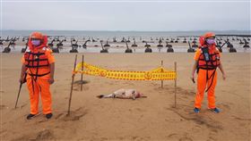 海洋悲歌　金門海域再傳白海豚折翼