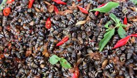 漁港,燒酒螺,零食　圖／翻攝雲嘉南濱海國家風景區管理處