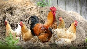 ▲雞肉等家禽肉食和特定癌症是否有關聯，近來引起討論。（示意圖／翻攝自pixabay）