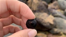 海洋資源變少　傳遞保育警訊近年來各種螺貝類的量減少、體型小、種類變少，傳遞海洋資源不再富足的警訊。馬祖磯釣協會成員陳昌瑞呼籲，採集時應保留小顆的幼苗，具有生態保育的觀念，讓海洋資源永續。中央社記者邱筠攝　109年5月28日