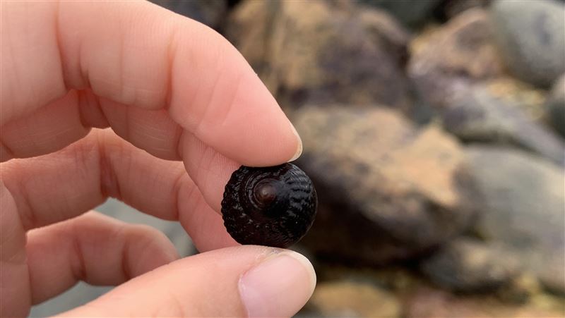 馬祖海鮮盛產期開始　傳遞保育警訊