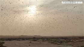 獨／4千億蝗蟲大軍過境阿拉伯　台人嘆：災難原來這麼近