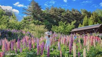 IG紅什麼／台中夢幻七彩魯冰花盛開