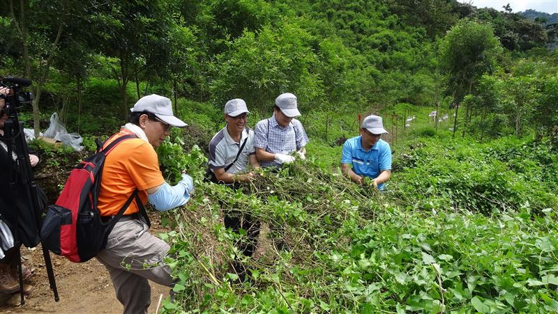 防治小花蔓澤蘭　台東林區啟動收購