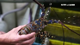 設預算再點菜　嗑這些「口袋得夠深」