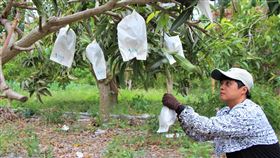 勞動部職訓助屏東女青農開啟新人生（1）35歲女青年陸芝韻（圖）在父親過世後，辭去工作扛下家中芒果農園，並參加勞動部開辦的「農機具操作與維修實務」訓練課程，開啟青農新人生。（勞動部提供）中央社記者郭芷瑄傳真　109年5月29日