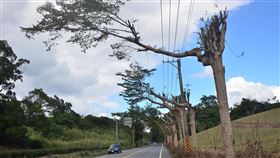 台東縣議員盼縣府訂定樹木修剪規範每年吸引大批觀光遊客的台東國際熱氣球嘉年活動場地入口處，有成排行道樹小葉欖仁，原本是雨傘狀的樹型被修剪成奇形怪狀，有台東縣議員要求台東縣政府訂定修剪樹木規範。中央社記者盧太城台東攝　109年5月29日