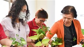 台師大推樂齡活動2019冠狀病毒疾病（COVID-19，武漢肺炎）疫情逐漸舒緩，台灣師範大學29日在戶外庭院舉辦園藝輔療活動，關懷社區長者。（台師大提供）中央社記者陳至中台北傳真  109年5月29日