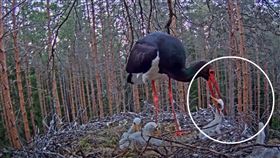 為何殺自己小孩？幼鳥遭媽「爆頭殘殺」…真相曝光超催淚（圖／翻攝自liznm YouTube）