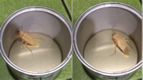 白子,蟑螂,稀有.20萬,脫殼