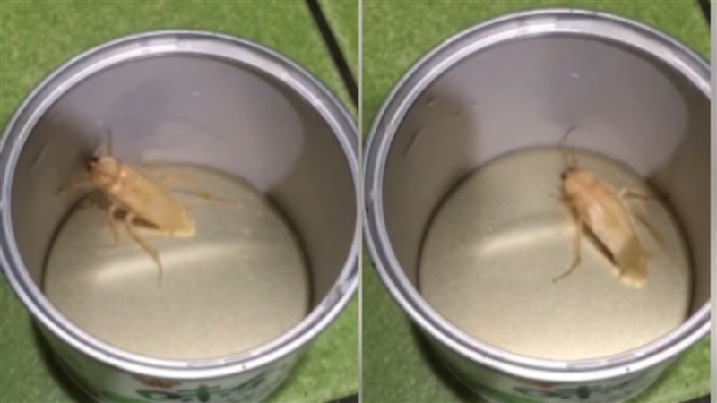 他家裡抓到白蟑螂　行家秒出價20萬