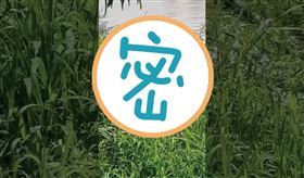 屏東,枋寮,綠鬣蜥,北勢溪,酷斯拉