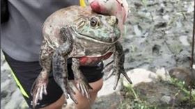 田邊抓到「巨大牛蛙」！網一看秒搖頭…牠最後結局超悲慘（圖／翻攝自PTT）