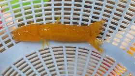 澎湖民眾意外捕獲罕見黃金蝦蛄