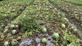 採收遇大雨　後龍瓜果水傷損失逾5成苗栗縣後龍鎮的西瓜與香瓜正值採收期，但受連日大雨影響，導致瓜田積水、瓜果出現水傷，放晴後再造成裂果等情況，損失率逾5成，縣府29日表示，初步勘查已達天然災害現金救助標準，將向中央爭取現金救助。中央社記者管瑞平攝　109年5月29日