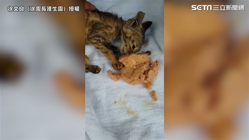 瀕死小貓咬不動飼料　掙扎求生惹哭網