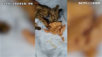 瀕死小貓咬不動飼料　掙扎求生惹哭網