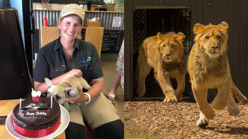 動物園女員工　慘遭2獅撲倒瘋狂撕咬
