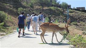 馬祖大坵島梅花鹿生態旅遊馬祖北竿的大坵島因不受人為干擾，意外成為梅花鹿生態島，今年馬祖國家風景區管理處發起馬祖暗空觀光計畫，將推動大坵發展為國際暗空島，結合梅花鹿、寧靜星空，提升馬祖邁向永續觀光。中央社記者邱筠攝　109年5月30日