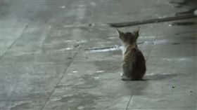 不滿餵養流浪貓 男持棍攻擊3人掛彩