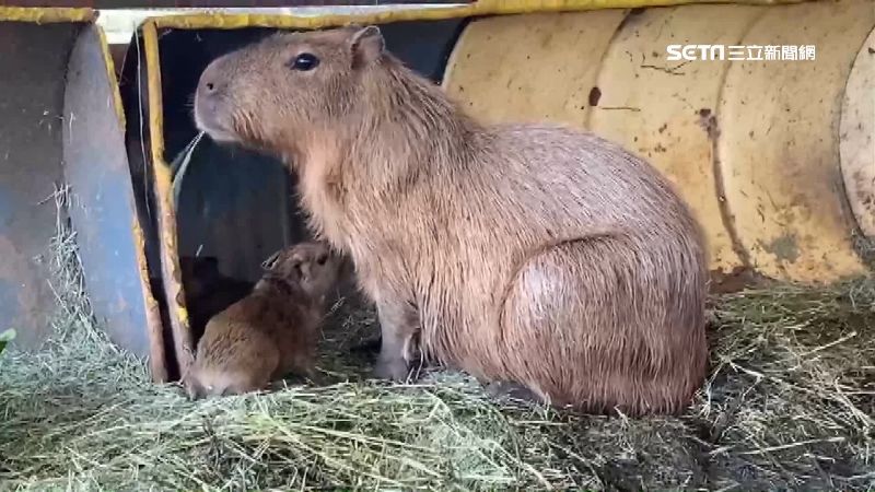 埔心牧場水豚君生小寶寶　模樣萌翻了