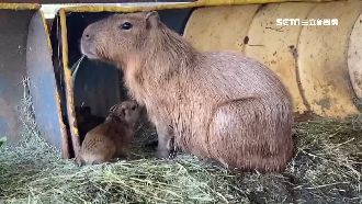 埔心牧場水豚君生小寶寶　模樣萌翻了