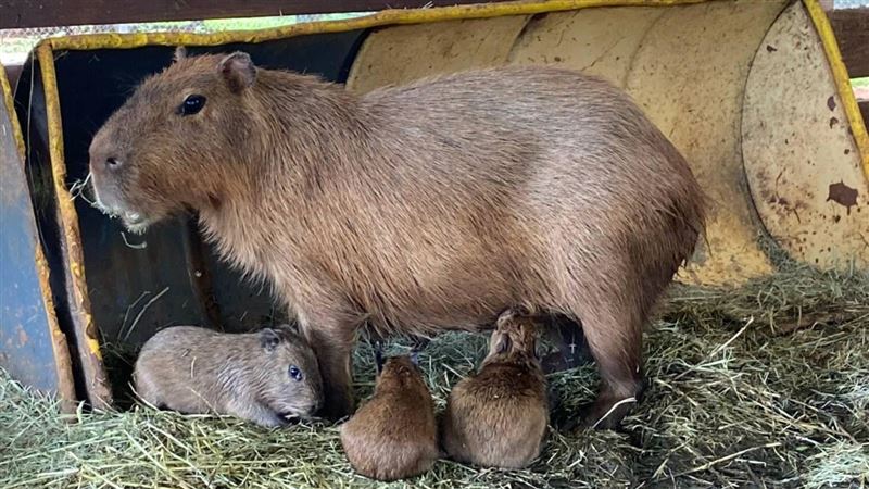 埔心牧場水豚媽生3寶　模樣超萌