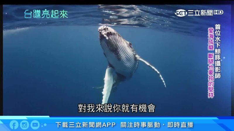 台灣首位水下鯨豚攝影師　斷腿也要拍