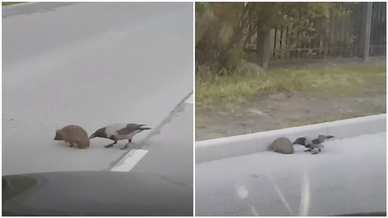 怪鳥送刺蝟過馬路　背後竟藏恐怖真相