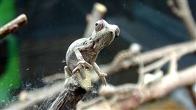 木柵動物園變色龍