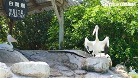 白鵜鶘 水豚 長頸鹿 0531 頑皮世界迎接阿中部長。陳時中 陳宗彥 防疫五月天（圖／記者花芸曦攝影）