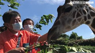 牙醫魂！阿中訪頑皮世界幫長頸鹿看牙