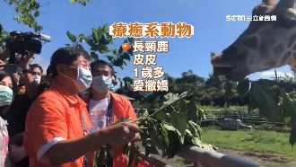 陳時中逛動物園　與長頸鹿互動看牙齒